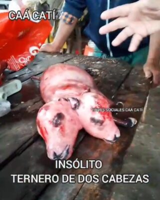FAENARON UNA VACA Y ESTABA PREÑADA DE UN TERNERO DE DOS CABEZAS 1