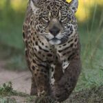 kOXQ8Iibrzhk9rn_ut4gZ8V8wMnqLMlx-P-FChfgCCdAG1rxAE7K0zgGNakpthkqouKebWx-EGZIUsuhfFWaTZwS1Jo9rBdGgZXfPXatipLje_LRjzb-9EaqAAYCry7eIfI5MkGteS4Ah7v1O2hhQ28ipTcvZ663a5X3cCeuaVn1A7E0MCgvZO6n7cP8